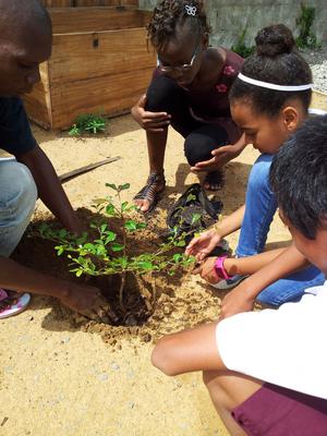Tree planting